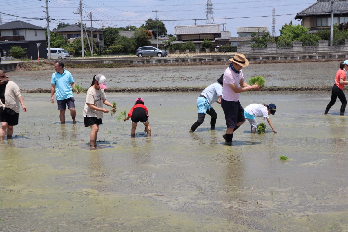 田植え参加者募集